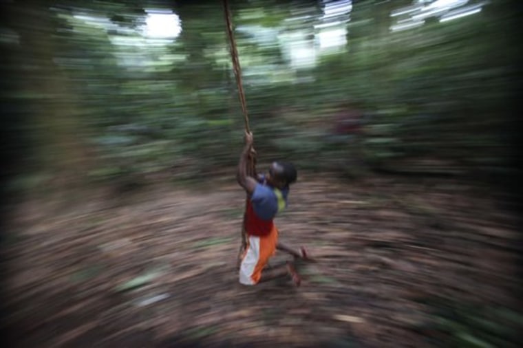 In this March 21, 2010 photo, Mbuti pygmy Kange Ambali takes a turn swinging on a vine found near the hunting camp at Biyamati, in the Okapi Wildlife Reserve, outside Epulu, Congo. The pygmies' traditional practice of hunting bushmeat has devolved into an all-out commercial endeavor - staged not for subsistence, but to feed growing regional markets. The result: the forests, those that remain, are growing emptier by the day. (AP Photo/Rebecca Blackwell)